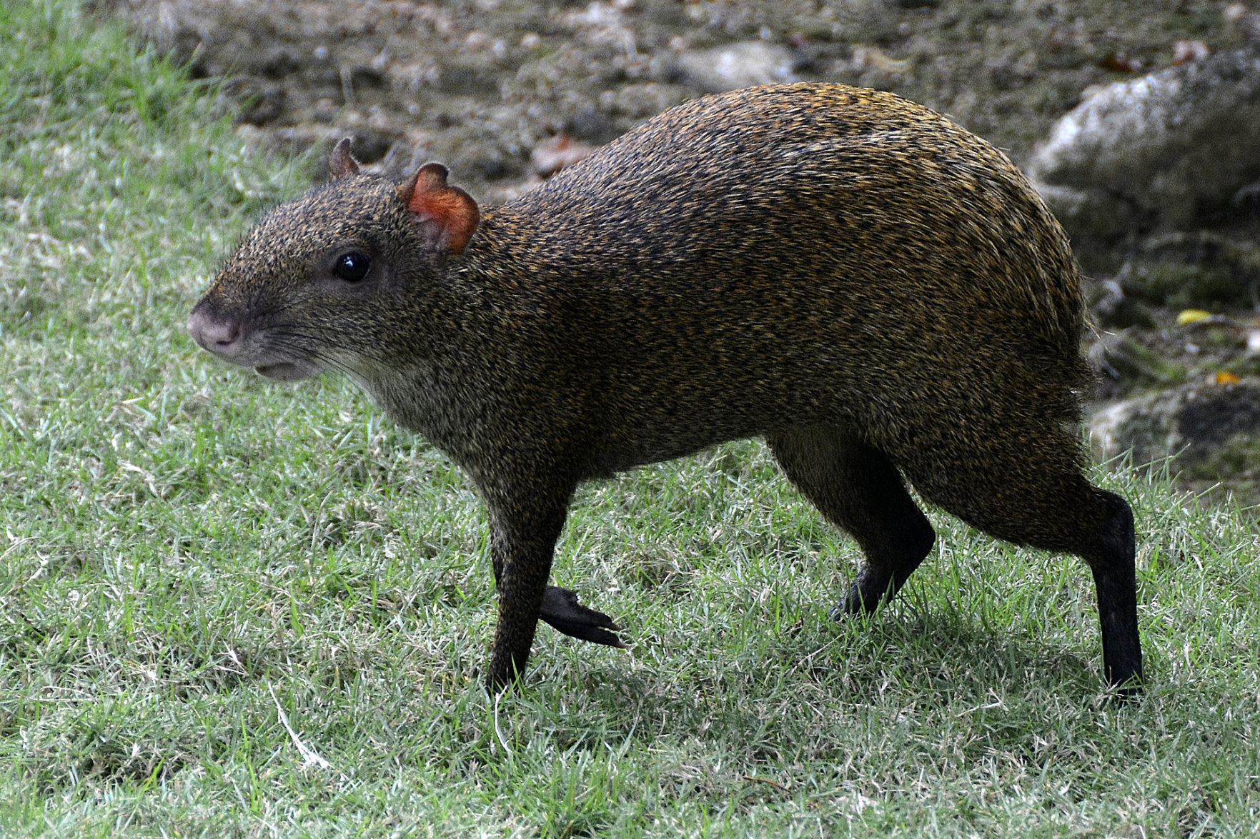 Agouti